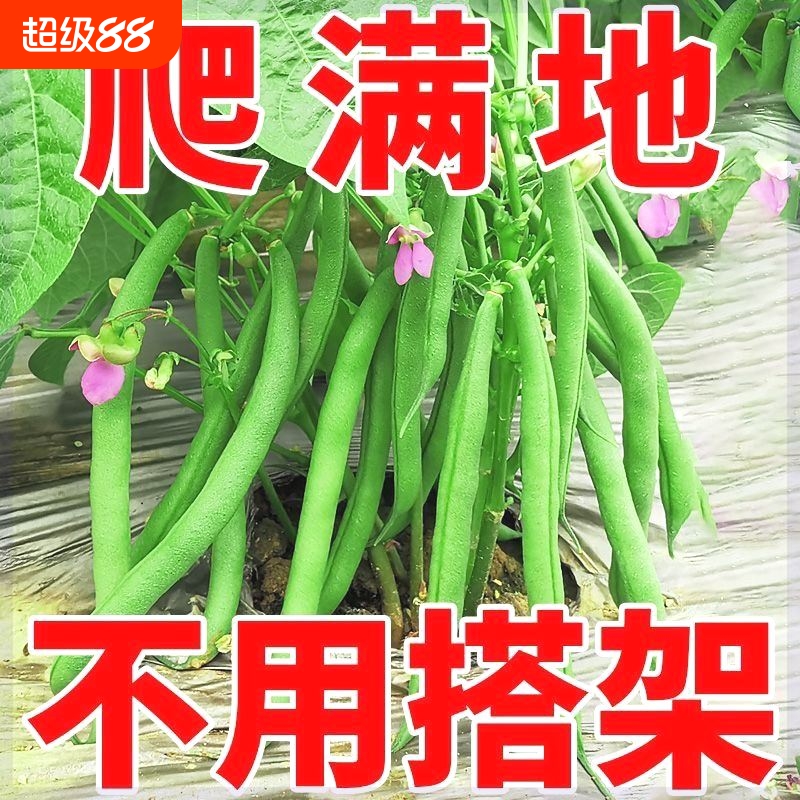 无架四季豆种子高产不搭架豆角春秋菜豆无筋矮生种籽蔬菜种种植