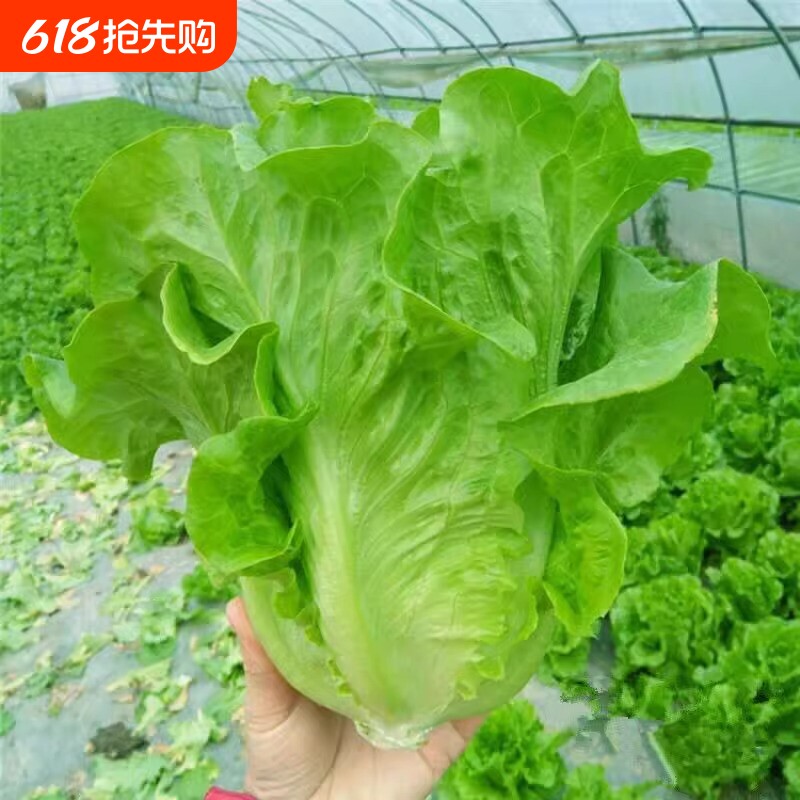 奶油生菜种子大叶速生菜四季播种可生吃沙拉蔬菜种子豌豆茼蒿菠菜