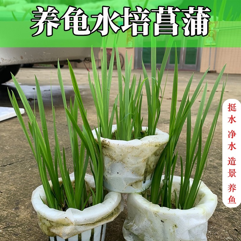 水培菖蒲臭菖蒲鱼池龟缸造景水草好养易活盆栽养龟绿植四季常青