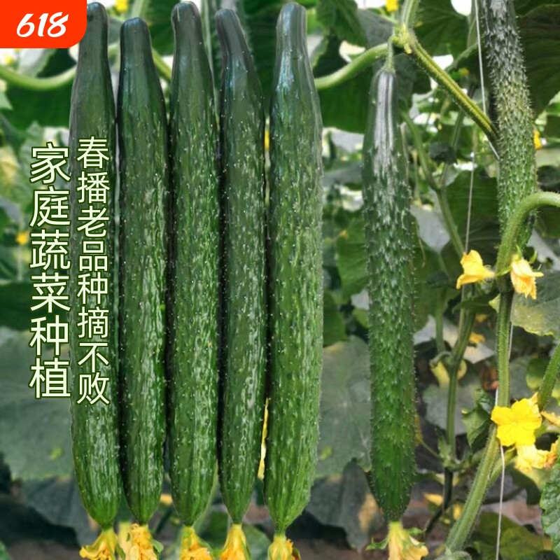 水果黄瓜种子蔬菜种籽的老品种阳台种植播种津研四号黄瓜高产奶油