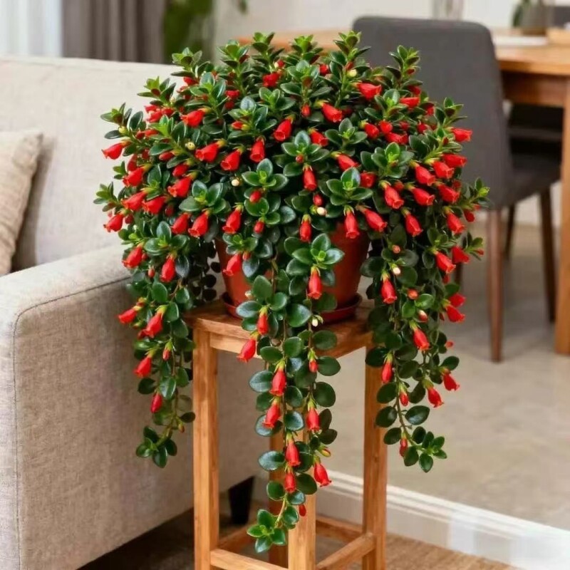 金鱼吊兰盆栽室内客厅阳台耐寒花卉绿植四季四季常青养易活开花