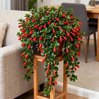 金鱼吊兰盆栽室内客厅阳台耐寒花卉绿植四季四季常青养易活开花