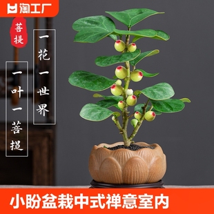 禅意小盆栽室内观果绿植创意微盆景观 菩提树盆景小盼菩提盆栽中式