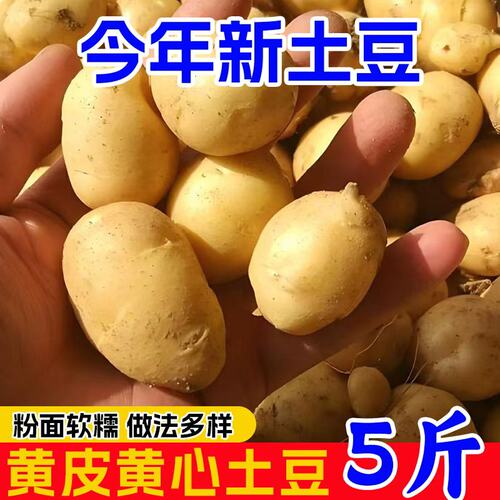 恩施小土豆现挖新鲜黄心
