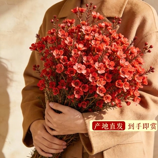 澳洲腊梅鲜花云南基地直发真花红色年宵花新年氛围鲜切枝水培客厅