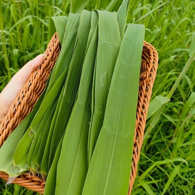 果心榴新鲜现摘洪湖芦苇叶