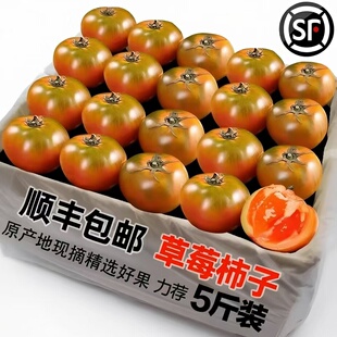 顺丰丹东碱地柿子新鲜东北水果番茄绿腚盘锦铁皮柿子草莓西红柿