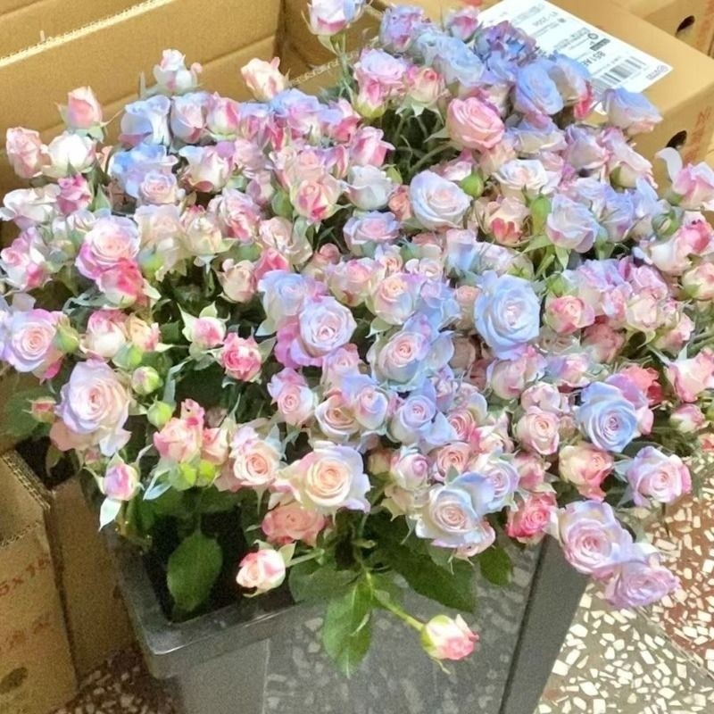 鲜花碎折射云南昆明基地直发多头泡泡玫瑰花束摆设水培花橙色插花