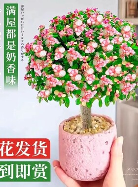 金枝玉叶盆栽造型多肉雅乐之舞老桩室内小盆景植物好养客厅办公室