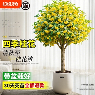 桂花盆栽室内树苗四季桂绿植带花苞矮桩浓香型老桩金桂八月好养活