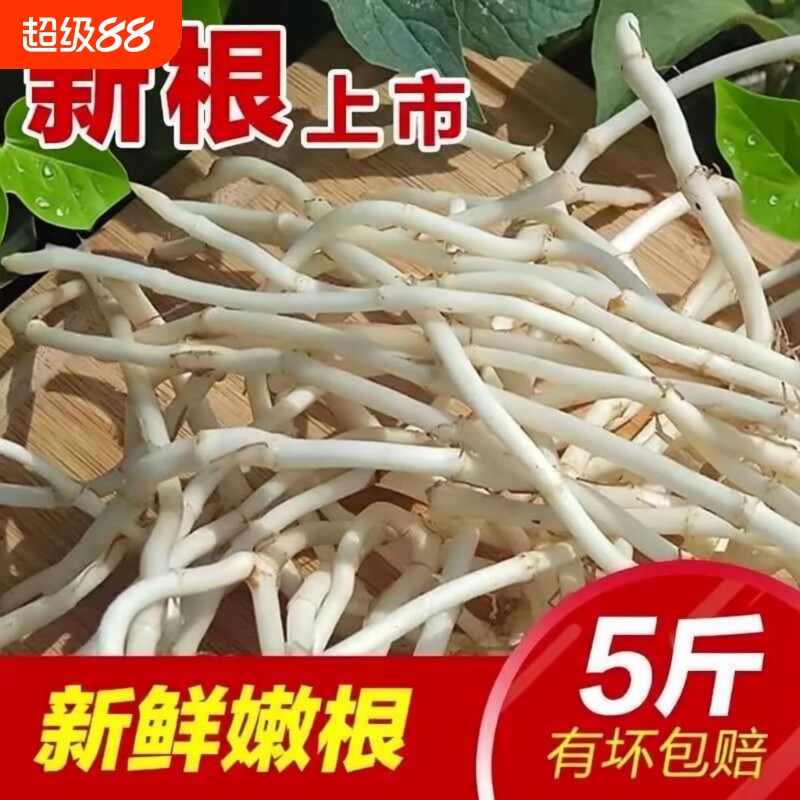 鱼腥草嫩芽折耳根新鲜当季野蔬菜嫩根农家自种凉拌下饭菜即食