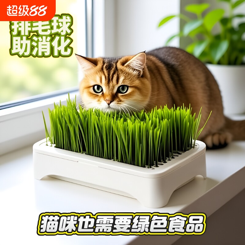 水培小麦种子育苗即食猫草猫咪排毛自种无土植物土培养猫直接吃