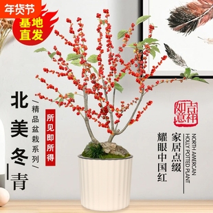 北美冬青树苗年宵花卉观果红果室内室外庭院植物耐寒耐热绿植盆栽