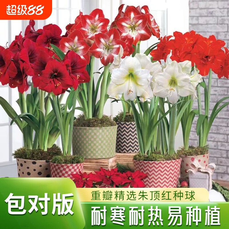 重瓣朱顶红种球阳台盆栽花卉绿植图片