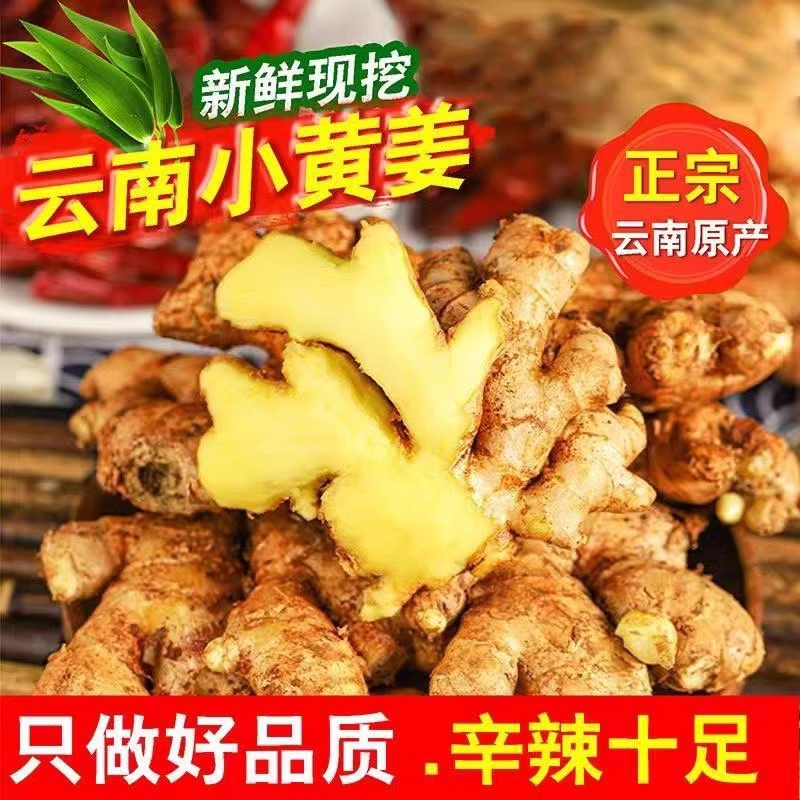 新鲜带泥发货小黄姜嫩姜红芽嫩姜仔姜子当季蔬菜鲜姜醋泡姜红芽姜