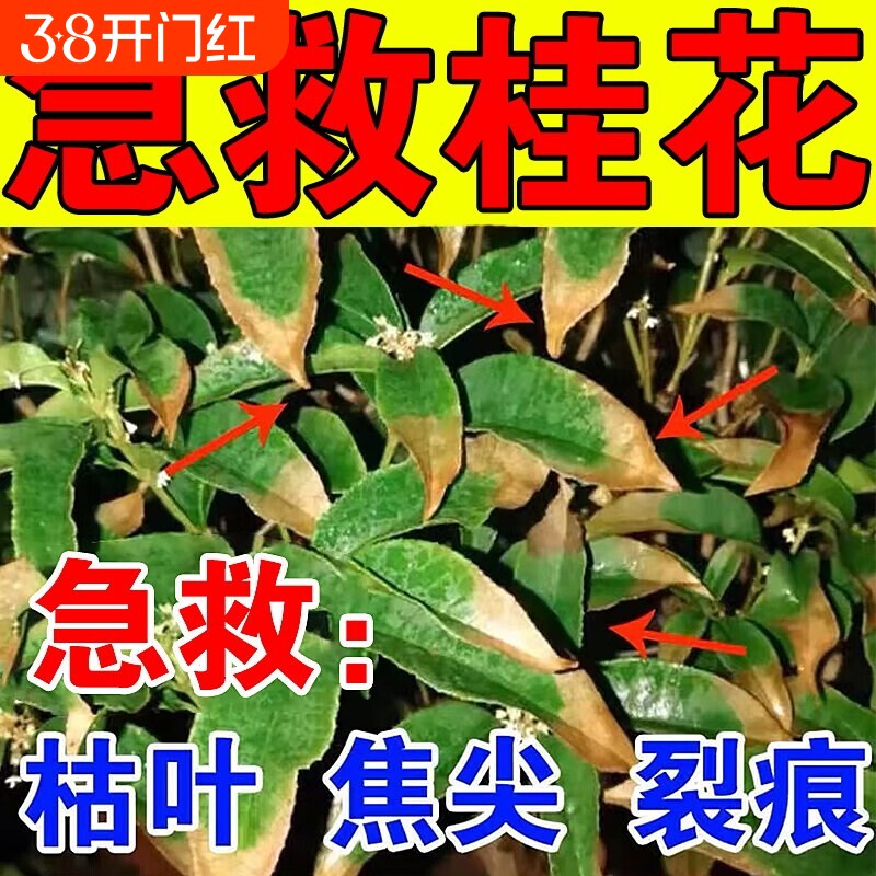 桂花树专用营养液桂花树枯叶干尖枯叶病黄叶焦叶干尖专用药肥料J