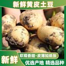 新鲜蔬菜一整箱 9斤新鲜洋芋马铃薯当季 小土豆黄皮黄心土豆3