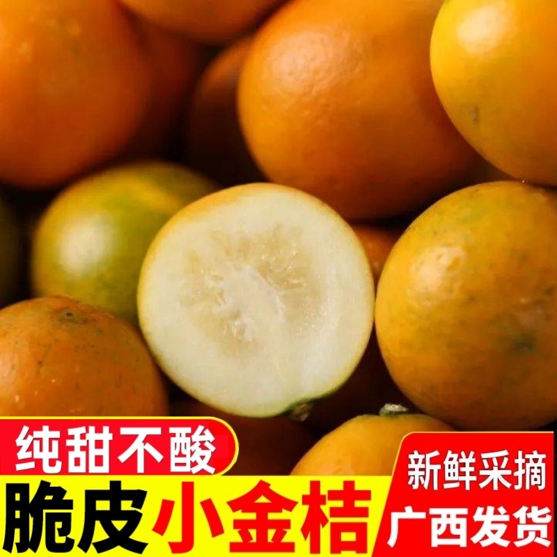 桂林脆皮金桔现摘当季新鲜水果纯甜不酸冰糖心广西小金桔橘子包邮