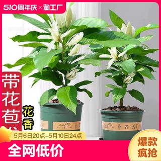 白兰花盆栽室内庭院四季开花好养活植物玉兰花树苗花卉绿植客厅