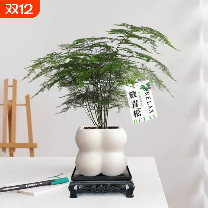 文竹盆栽净化空气绿植