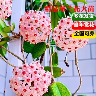 球兰带花大苗羊脂玉球兰花盆栽贝拉卷心叶四季攀援爬藤植物开花卉