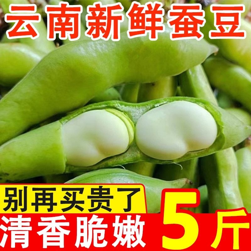 头茬现挖现发新鲜带壳蚕豆