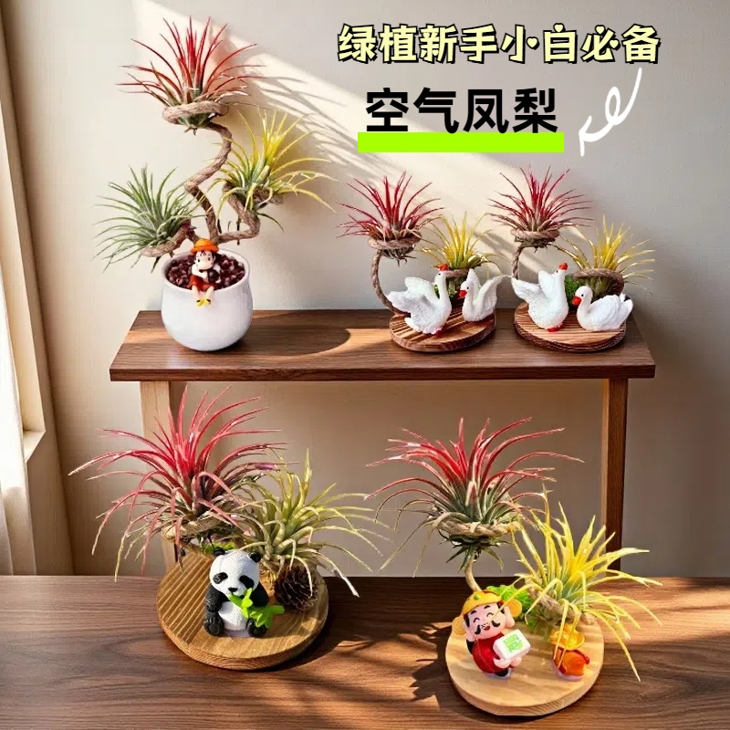 空气凤梨无土植物灵净化空气精灵创意盆栽黄绿办公室内绿植客厅