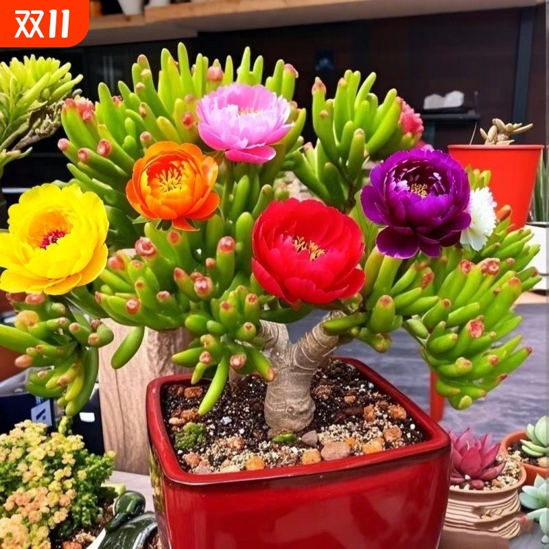 吸财树老桩招财花开富贵新手好养阳台室内绿植花卉盆栽多肉植物