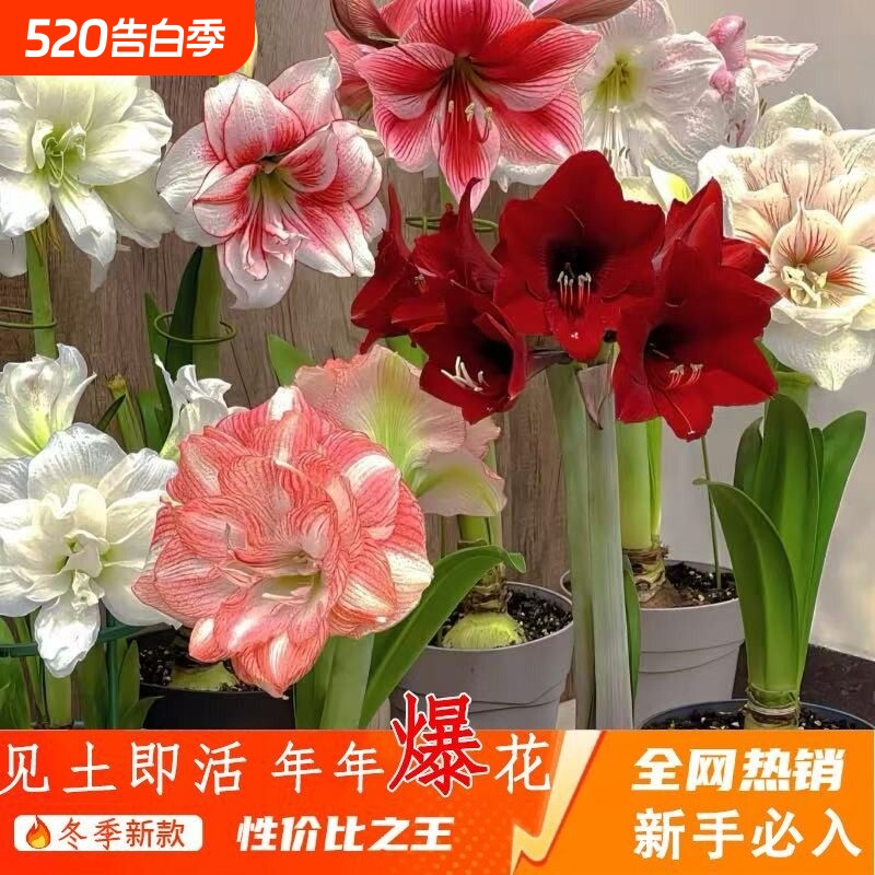 朱顶红重瓣盆栽室内阳台花卉四季大全庭院好养活