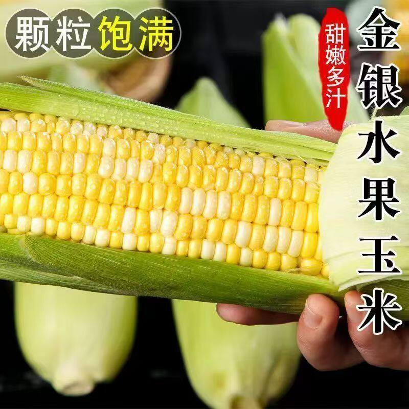 云南金银水果玉米新鲜蜜糖甜玉米棒子苞谷米现摘糯包邮蔬菜自提