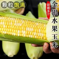 云南水果玉米双色金银低脂甜脆