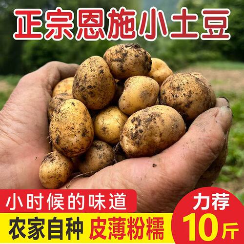 黄心小土豆恩施高山新鲜