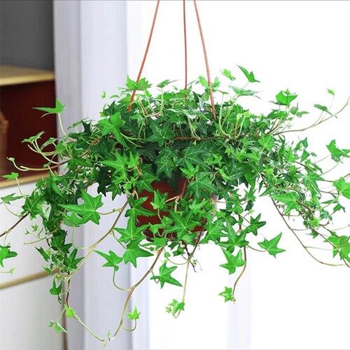 常春藤盆栽绿植爬藤植物吊兰垂吊植物阳台吸甲醛四季常青多规格