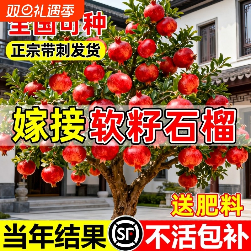 石榴树树苗突尼斯软籽无籽蒙阳红石榴盆栽庭院果树果苗特大号带土