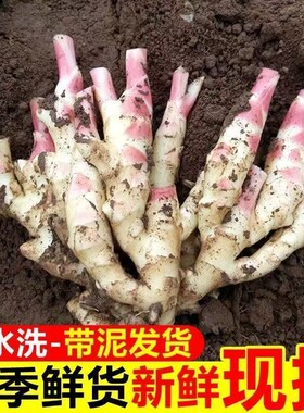纯鲜姜带泥新鲜大仔姜子姜山东红芽生姜商用鲜姜新货家用炒菜