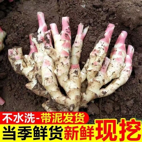 纯鲜姜带泥新鲜大仔姜子姜山东红芽生姜商用鲜姜新货家用炒菜