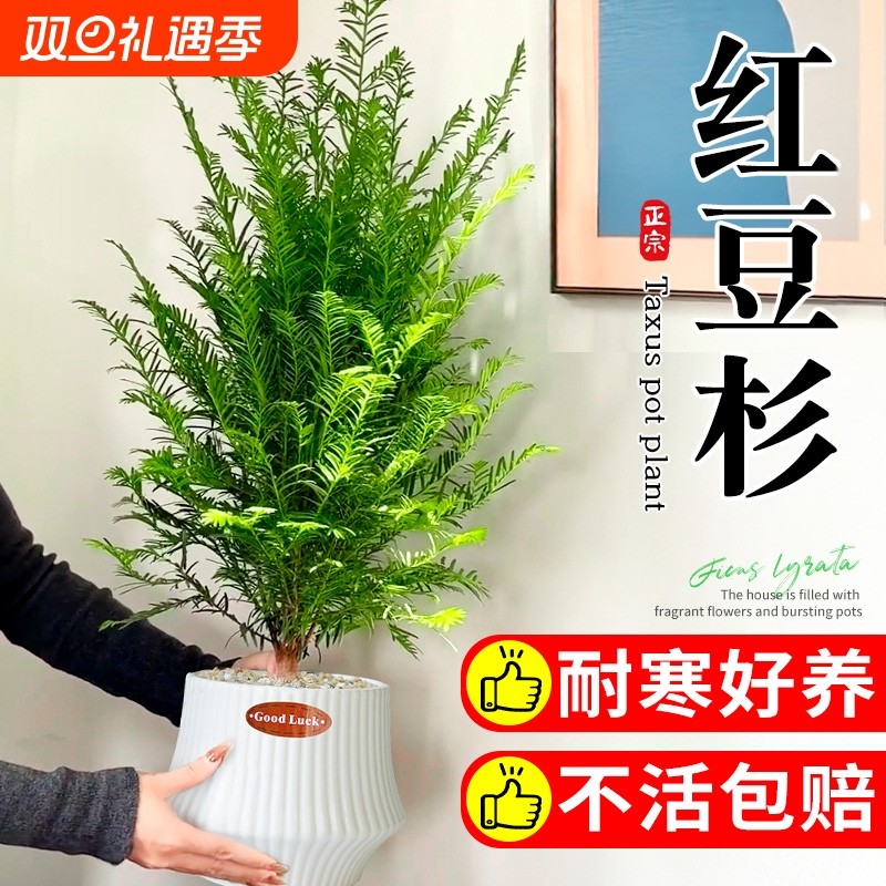 红豆杉绿植盆栽苗木名贵树苗室内外客厅桌面植物净化空气四季好养