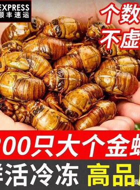 知了猴新鲜大金蝉蝉蛹活体速冻