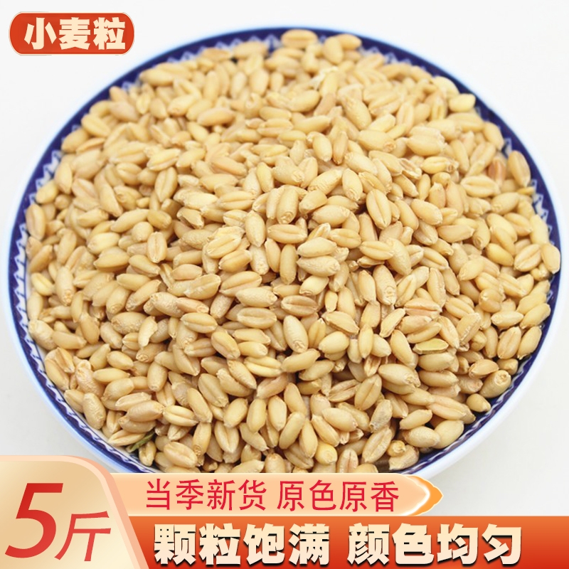 小麦粒麦子粒麦粒优质米草籽猫草2025食用磨面颗粒发芽榨汁麦芽糖