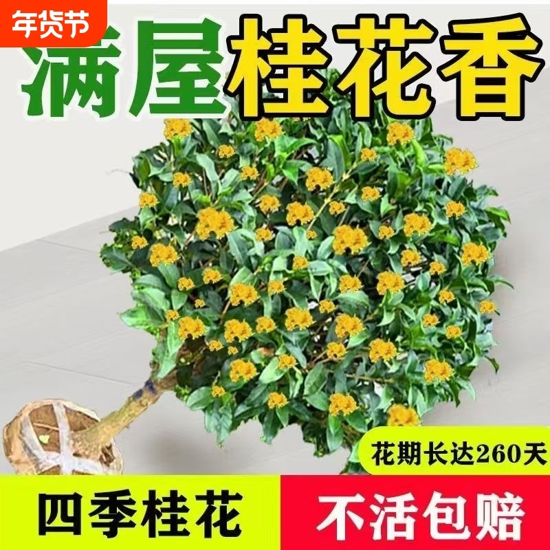 桂花盆栽树苗四季桂可食用开花不断室内阳台庭院浓香型花卉绿植物,鲜花速递/花卉仿真/绿植园艺,行道树/乔木,淘宝优惠券,粉丝福利购,淘宝优惠卷
