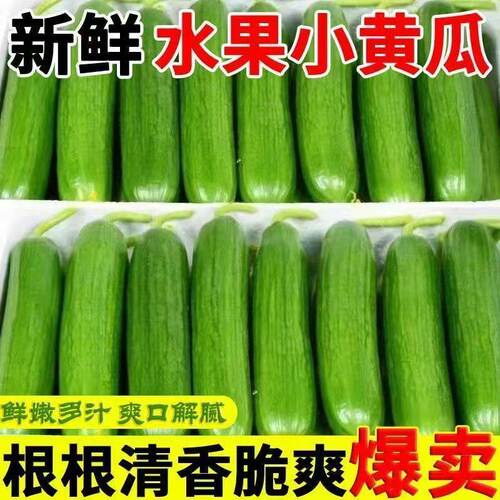 正宗荷兰水果黄瓜新鲜小黄瓜现摘小青瓜蔬菜农家山东旱生吃