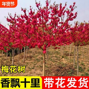 耐寒红梅花树苗庭院地栽浓香型四季花卉植物骨里红梅腊梅绿梅室外