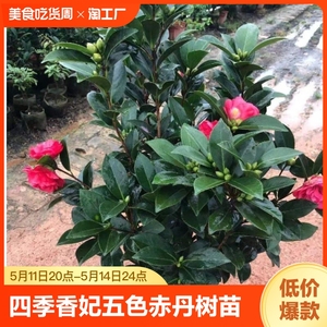 四季茶花盆栽五色赤丹山茶花树苗好养花苗室内植物客厅桌面开花