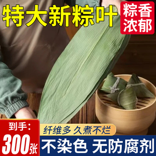 新鲜粽子叶大号包粽子专用芦苇粽叶端午节商用批发送绳子