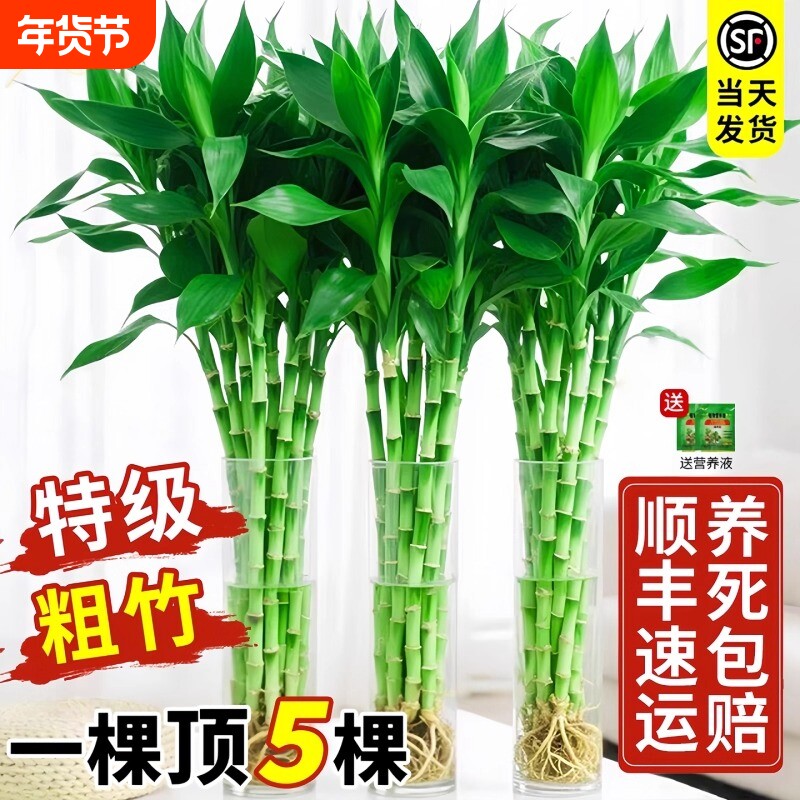带根水培植物室内绿植客厅盆栽招财粗杆水养特级竹子阳台卧室桌面