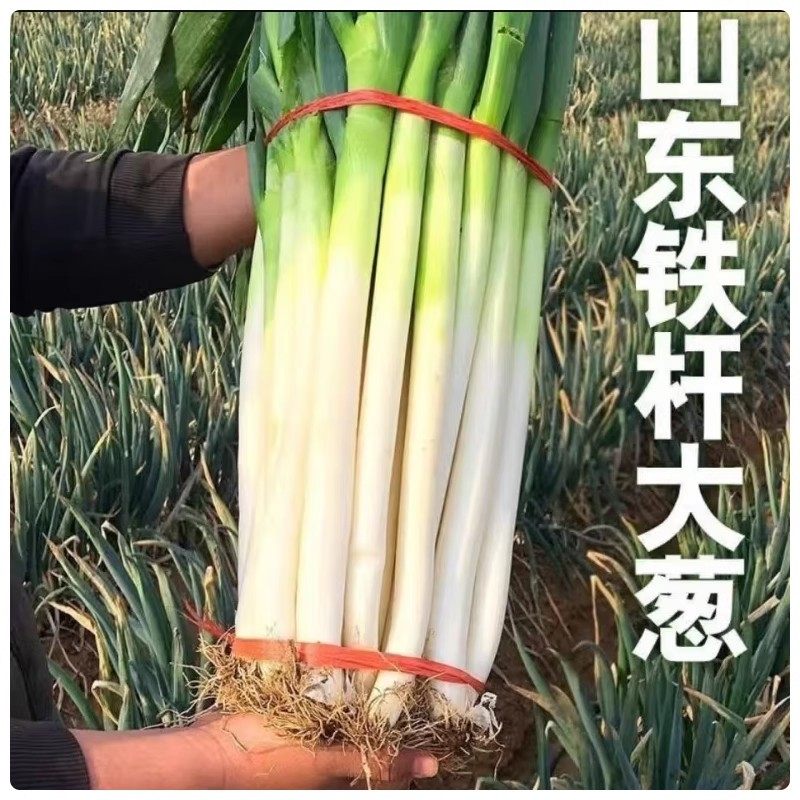 大葱章丘大葱新鲜铁杆长葱正宗山东脆甜香葱头当季蔬菜产地直发,水产肉类/新鲜蔬果/熟食,葱类,淘宝优惠券,粉丝福利购,淘宝优惠卷