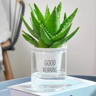 芦荟盆栽室内好养净化空气绿植物办公桌四季除甲醛花卉