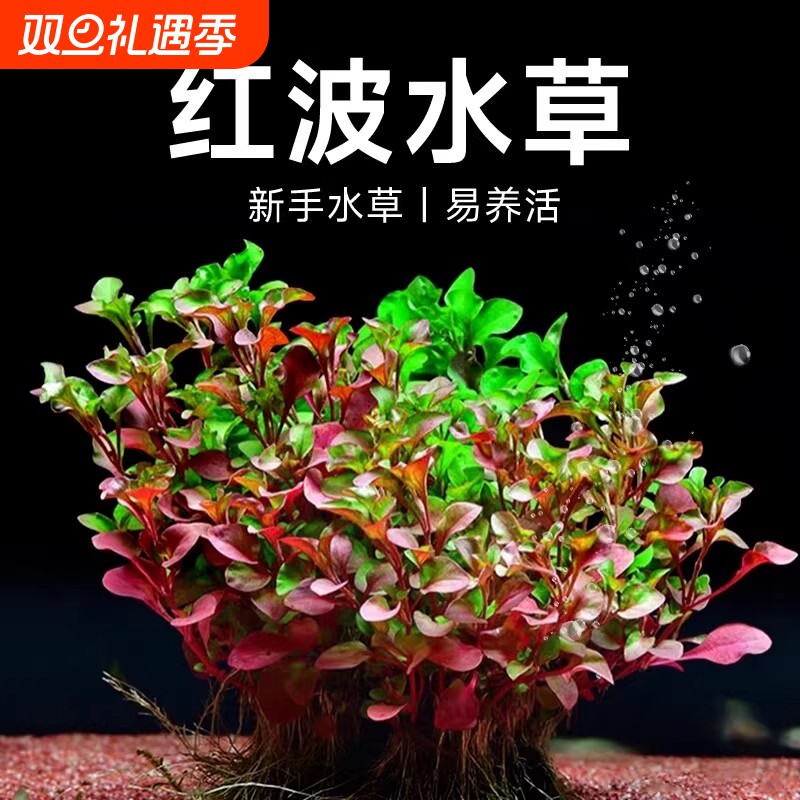 养鱼水培沉底火焰定植紫红丁香水草植物真草鱼缸水草造景绿植水质