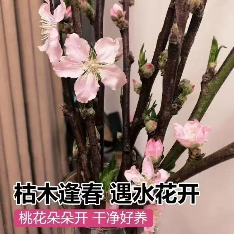 遇水开花【带芽苞发货】水培桃花枝真桃花新鲜桃枝干支花卉年宵花