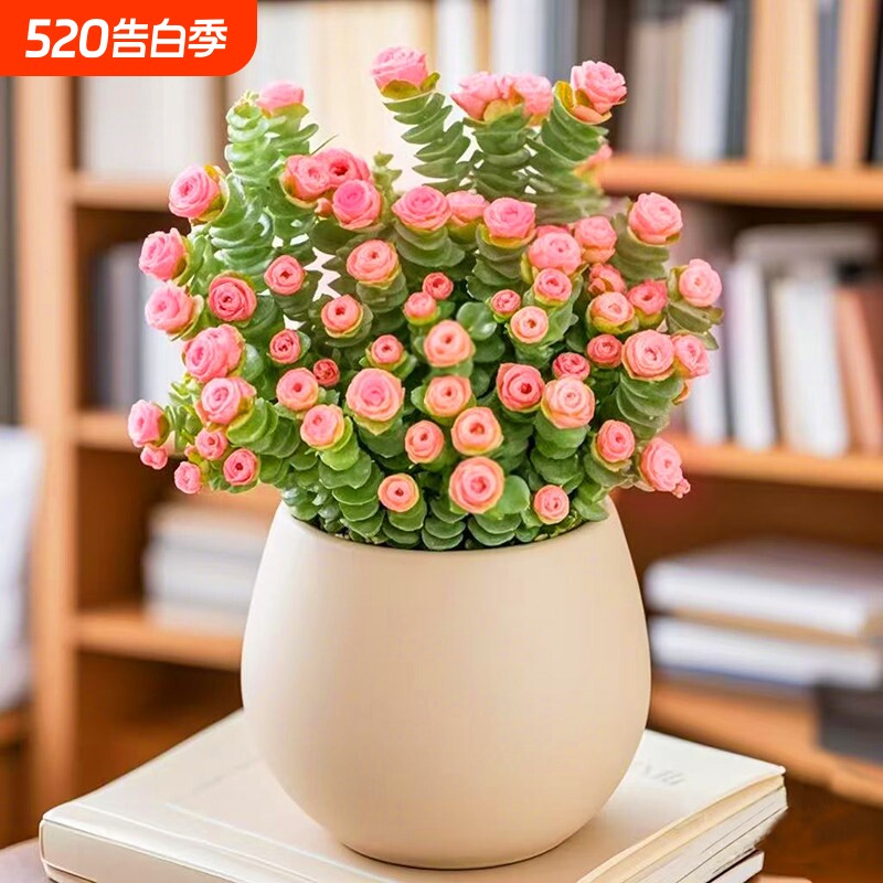 招财多肉植物钱串盆栽室内桌面花卉好养活带盆阳台办公桌老桩陶瓷